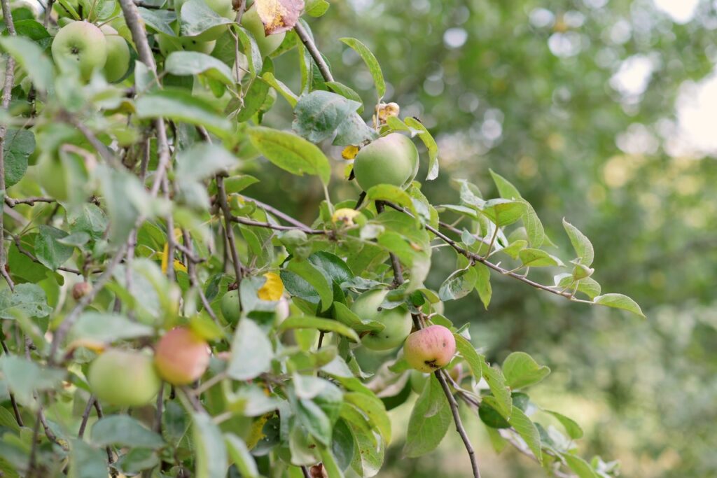 Ogród pełen kwiatów i drzew